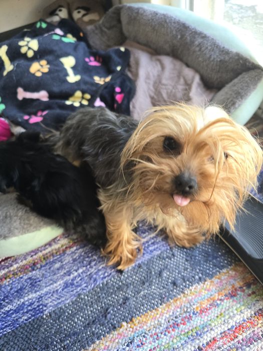 Женско мини йорки