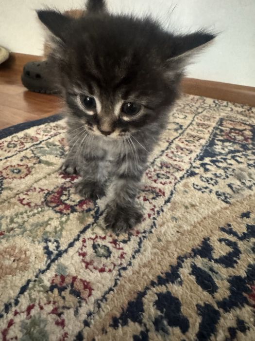 Отдам котят в добрые руки