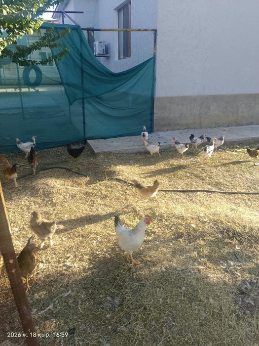 Куры, петух, тауықтар