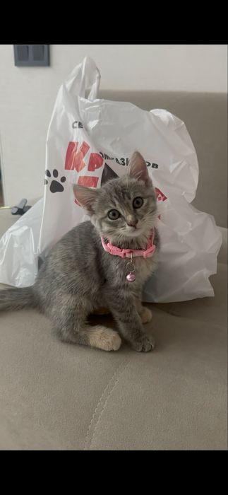 Котенок 3 месяца девочка бесплатно