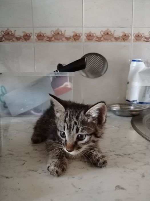 Котята. Mushukchalar