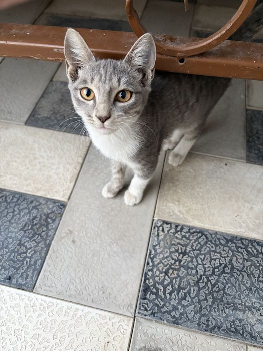 котенок (девочка)