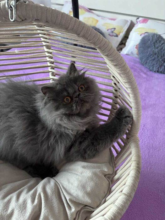 Motănel persan superb