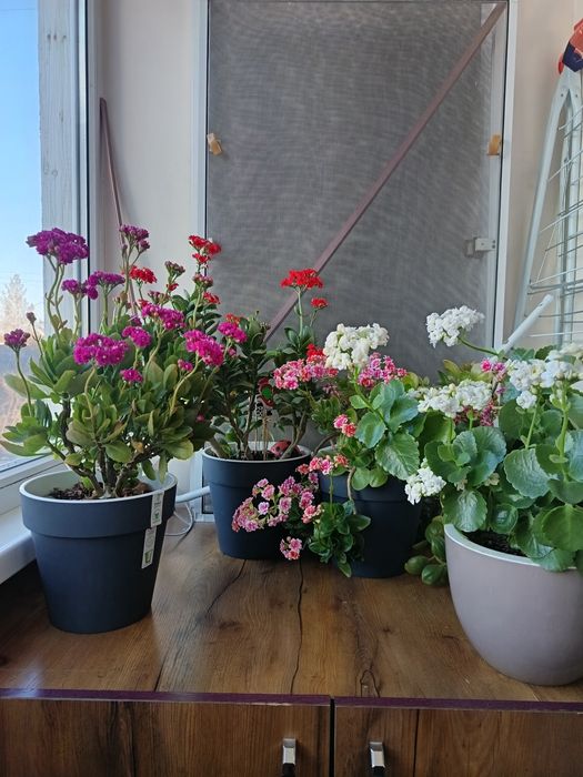 Продам алое Вера, калонхое