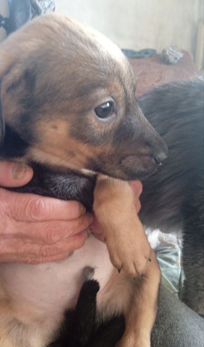 Щенок мальчик 3  месяца