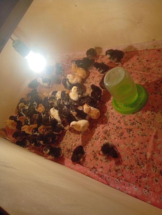 Продам цплята черный австролоп