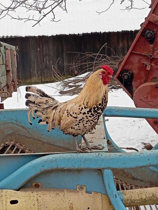 Pereche de găini hamburg