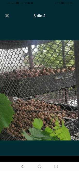 vând nuca în coaja