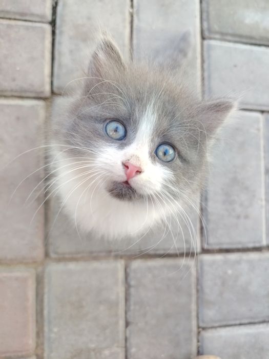 Котята бесплатно, ищут дом