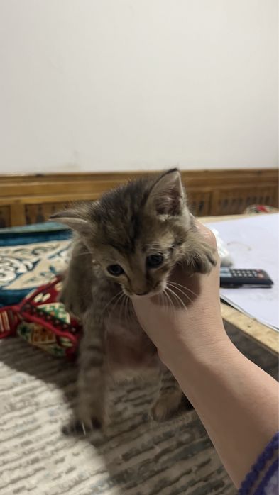 Котенок маленькие