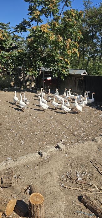 Vand gaste gânsaci