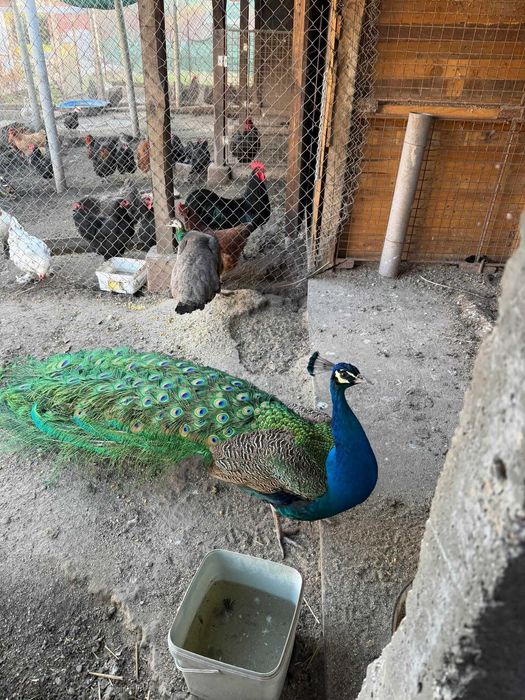 Индийски пауни двойки, кокошки и токачки