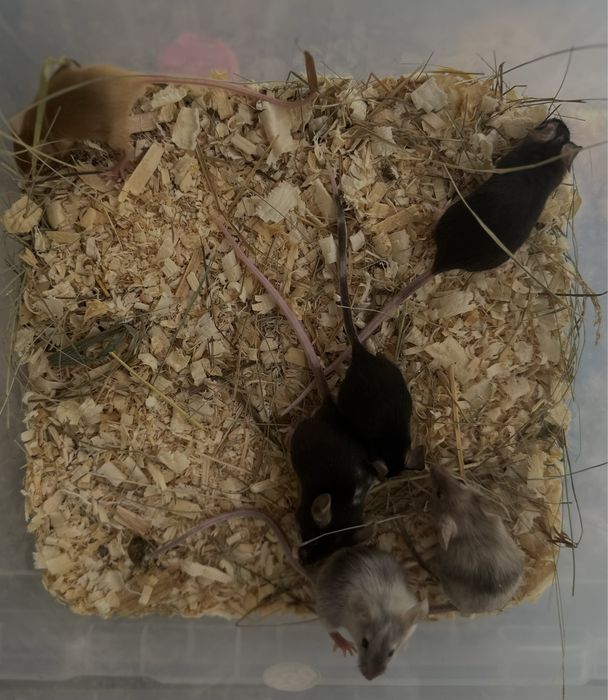 Декоративные сатиновые мышата