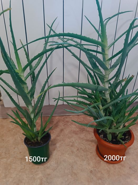 Алоэ обычный древовидный