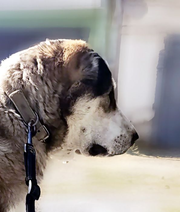 Чистокоовный алабай САО