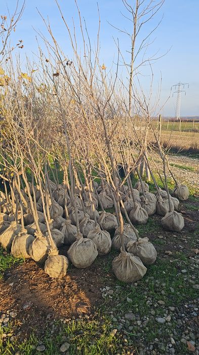 Platan - Mesteacan  - Frasin - Stejar