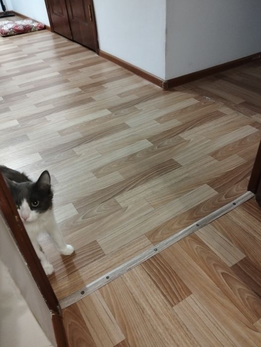 От дам даром кошка мушисты