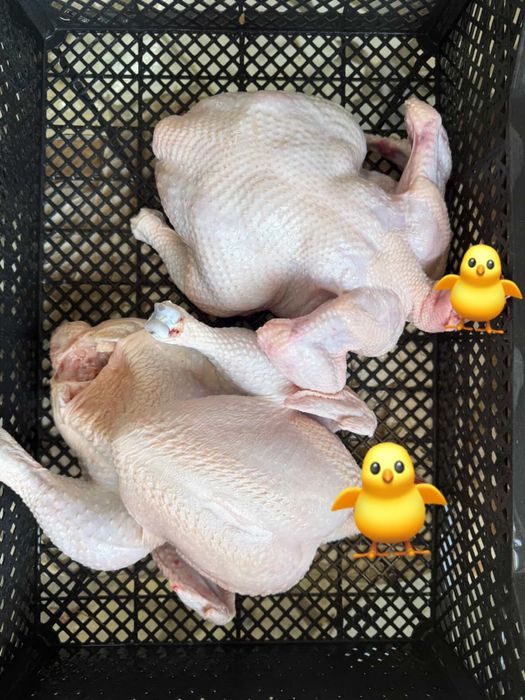 Бройлер домашний