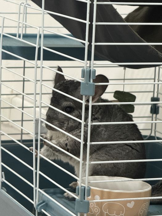 шиншилла мальчик астана