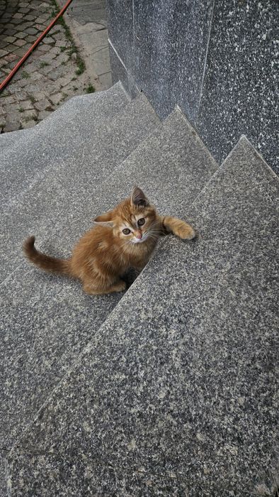 Котёнок ищет дои