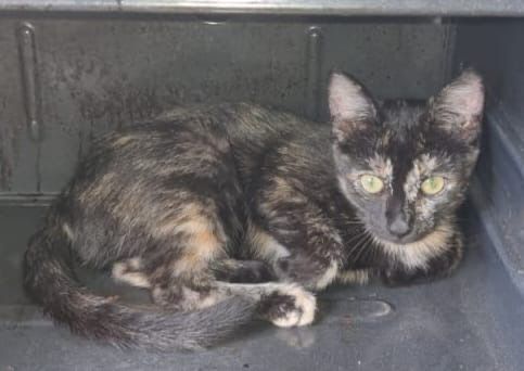 Стерилизованая кошечка 10 мес