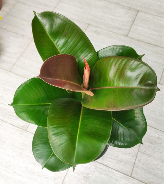 Fikuslar sotiladi ( uy va ofis uchun) Фикус