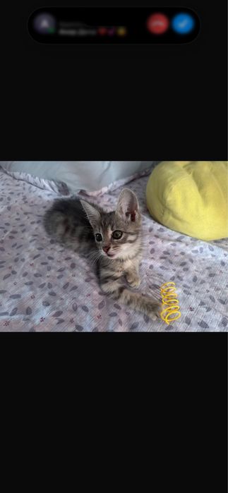 Отдам в добрые  руки котенка мальчик