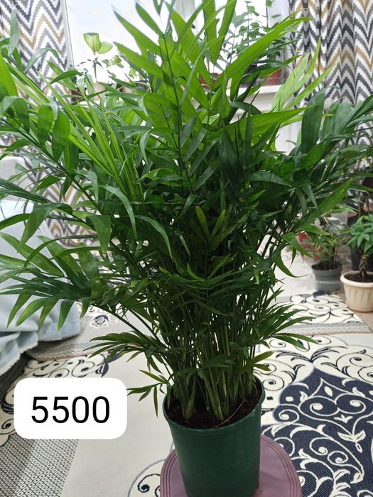 Домашние светы на продаж