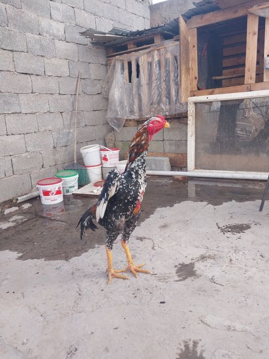 Срочно продам петух