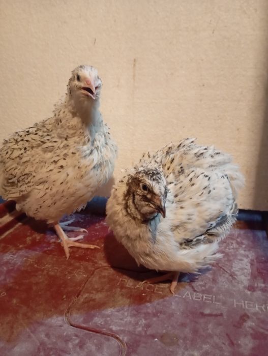 Prepelițe Polare/Jumbo Gold