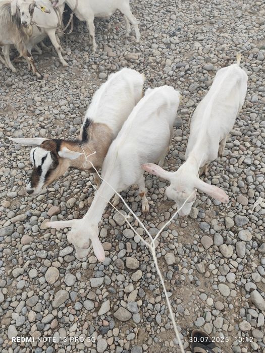 Прадам козы  харошие