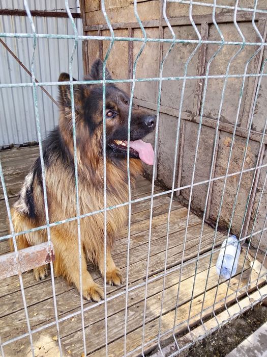 Молодой жених ищет невесту