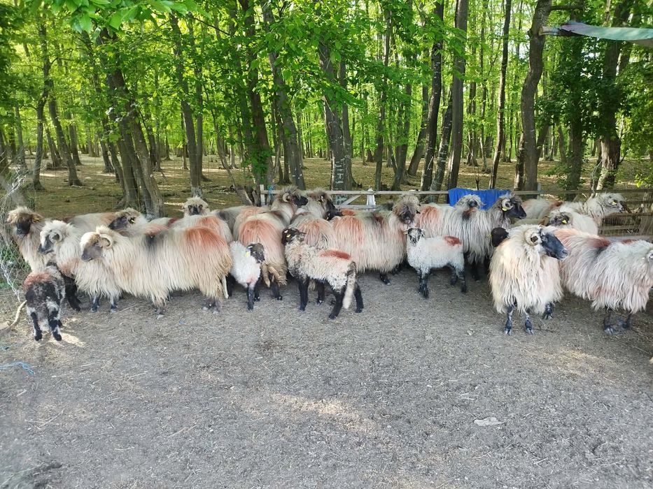 Vând oii și miei. Detali la nr. de tel