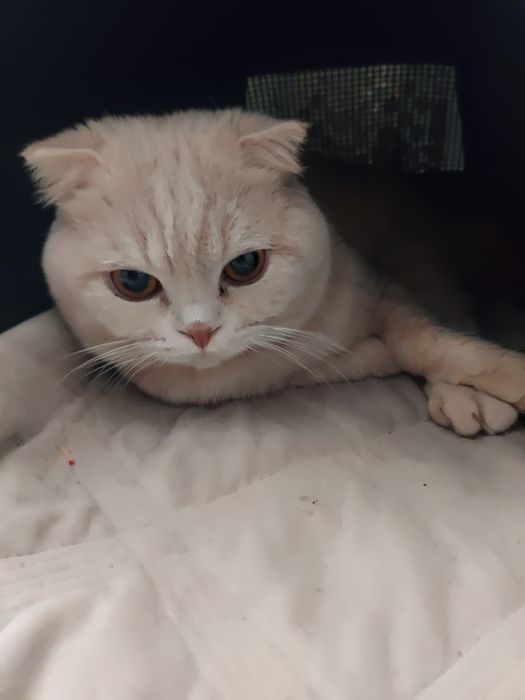 Продам кота ласковый