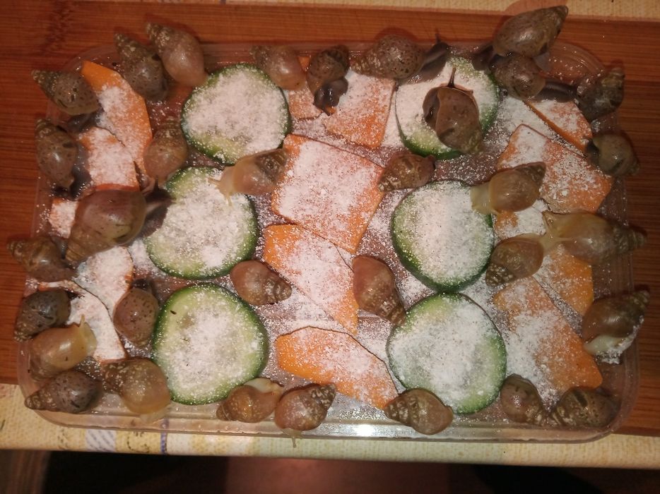 Улитки ахатины африканские