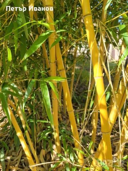 Бамбук студеноустойчиви видове в София