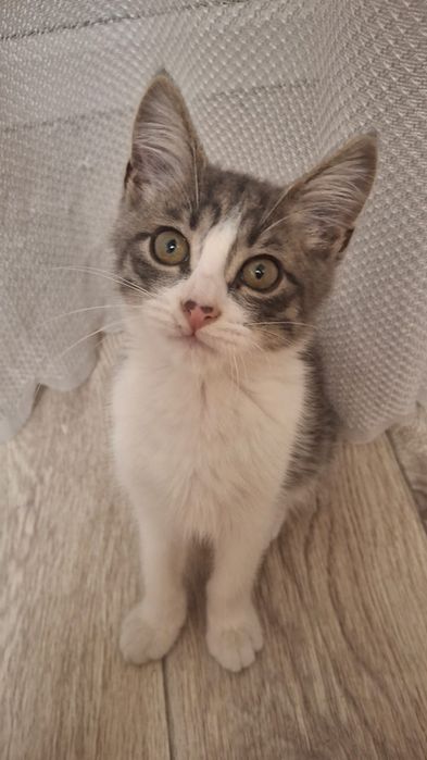Срочно отдаётся котенок мальчик!