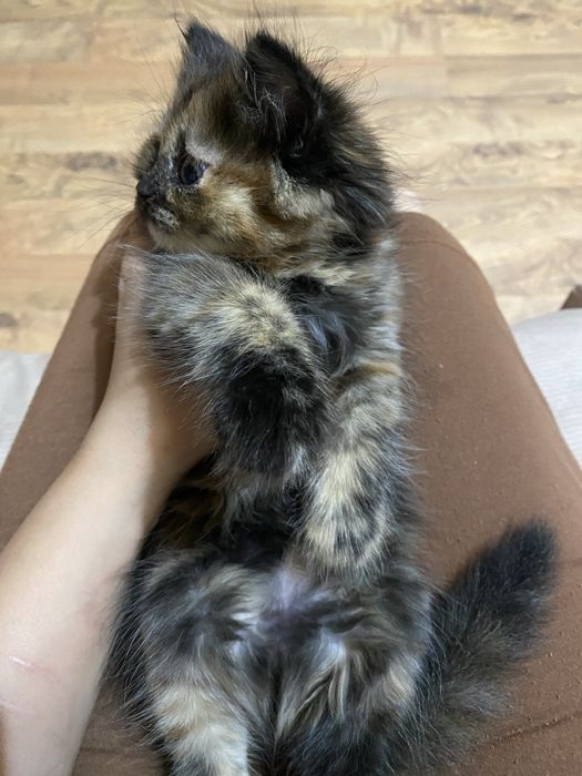 Продаются котята