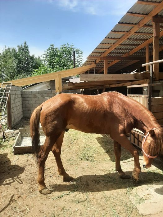 Продам жеребца айгыр сатам