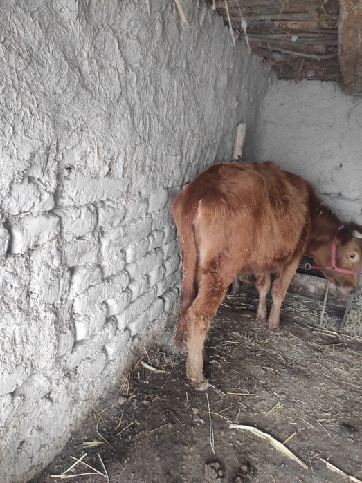 Куенлар ва гуножин сотилади