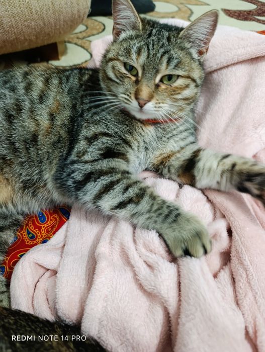 Кошка в добрые руки