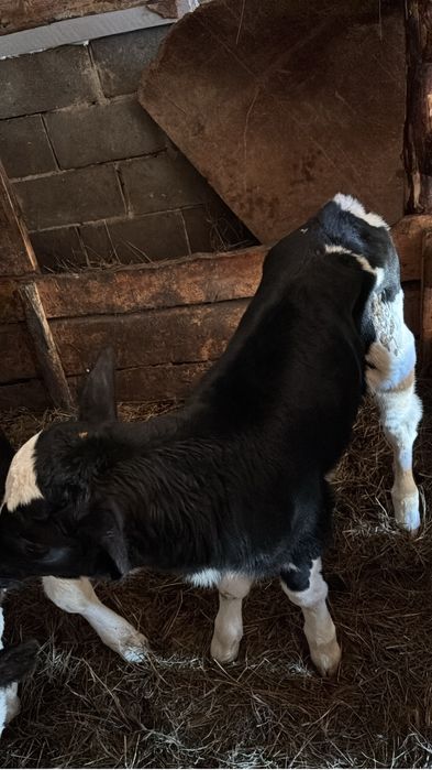 Продам телят породистый симентал голштин 15 голов