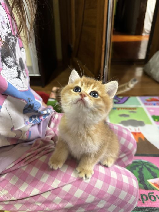 Британские котята, мальчик и девочка