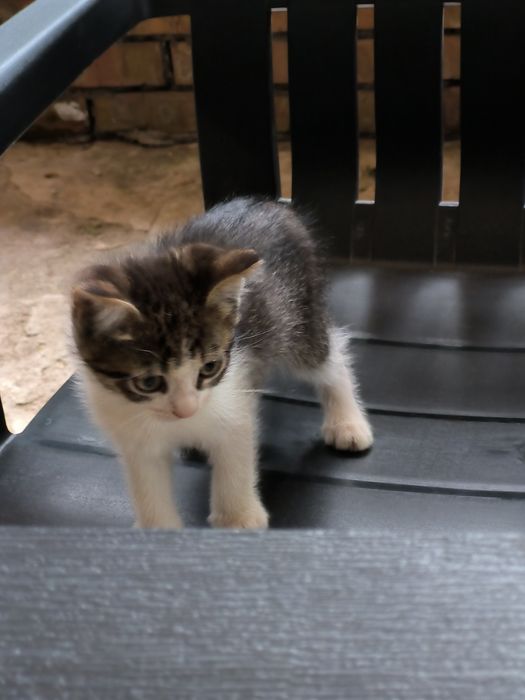 Котята в хорошие руки