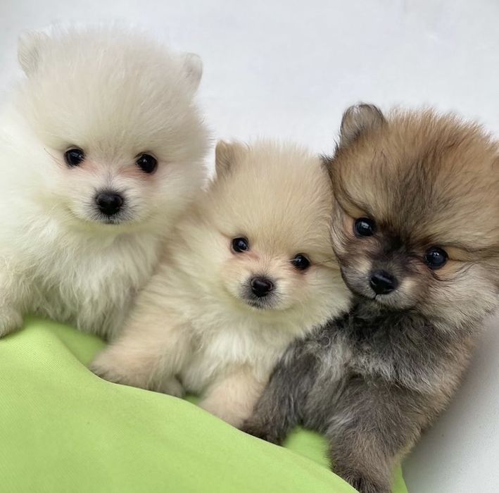 Кукольные шпицы