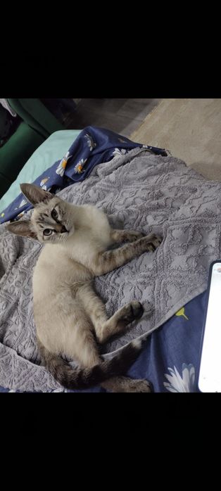 Кошка  в подарок все необходимое