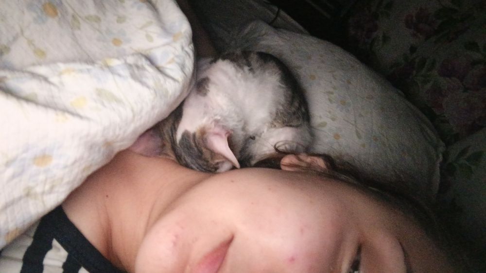 сфинкс девочка котёнок