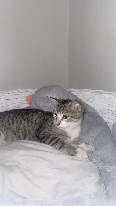 Отдаю в добрые руки кота