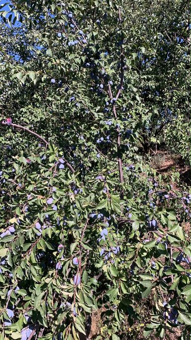 Prune bistrite pentru dulceata