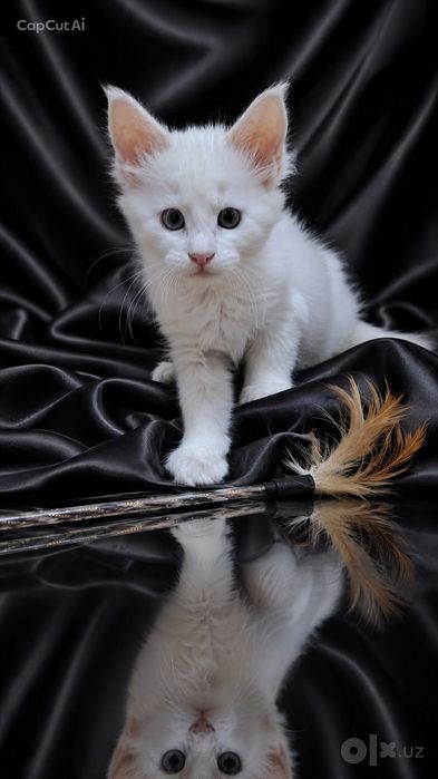 Котята породы Майн-кун